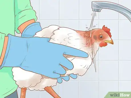Image titled Help a Pecked Chicken with a Wound Step 5