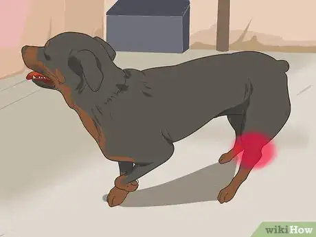 Image titled Diagnose Dysplasia in Rottweilers Step 4
