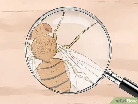 Image titled Distinguish Between Male and Female Fruit Flies Step 6