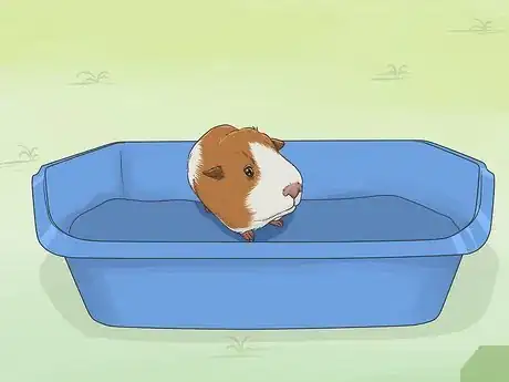 Image titled Train Your Guinea Pig Step 6