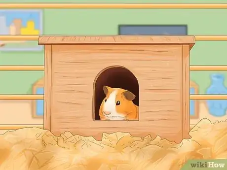 Image titled Make Your Guinea Pig Less Shy Step 1