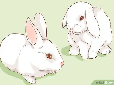 Image titled Raise a Lop Eared Rabbit As a Pet Step 11