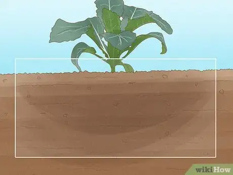 Image titled Grow Kale Step 15