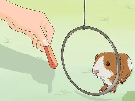 Image titled Train Your Guinea Pig Step 5