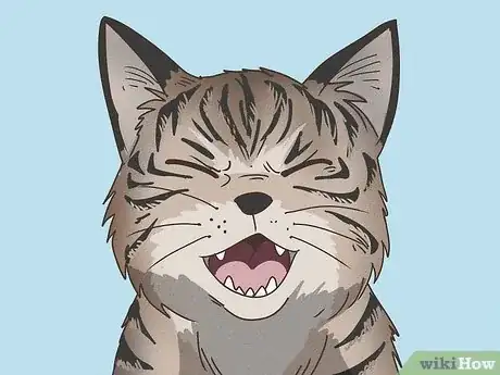Image titled Tell if Your Cat Is Mixed with Bobcat Step 10