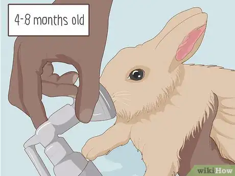 Image titled Care for Dwarf Rabbits Step 25