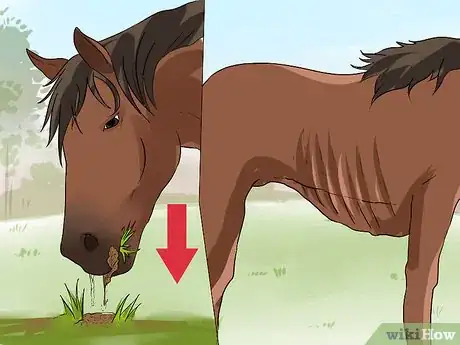 Image titled Diagnose Heaves in Horses Step 8