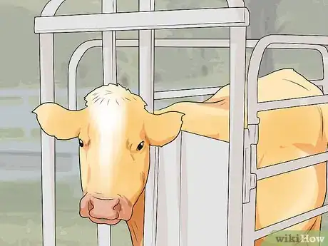 Image titled Humanely Euthanize a Cow Step 15