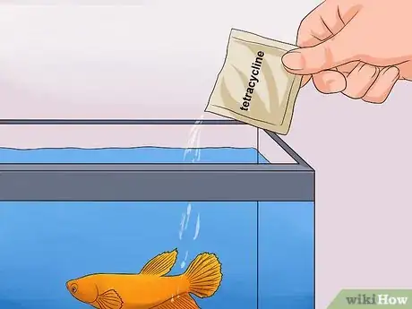 Image titled Tell if a Betta Fish Is Sick Step 15