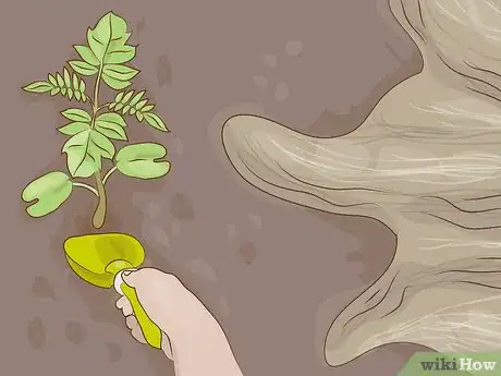 Image titled Grow a Jacaranda Tree Step 4