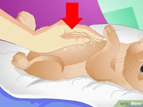 Image titled Clean Your Rabbit Without Bathing It Step 8