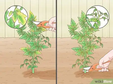 Image titled Why Does Your Tomato Plant Have Yellow Leaves Step 7