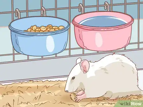 Image titled Care for a Pet Rat Step 13