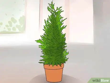 Image titled Grow Your Own Christmas Tree Step 4
