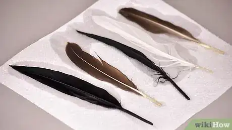 Image titled Preserve Feathers for Crafts Step 3