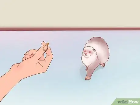 Image titled Train Your Ferrets to Do Tricks Step 2