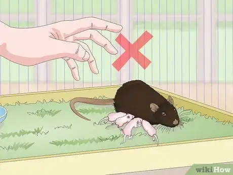 Image titled Deal with a Mouse That Bites or Scratches Step 7