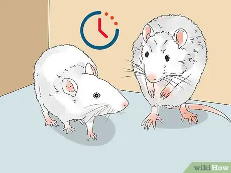 Image titled Introduce a New Pet Rat to Another Rat Step 8