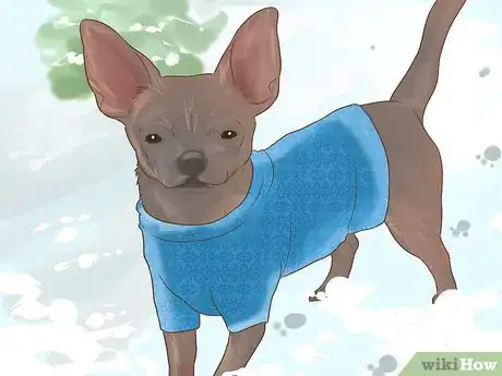 Image titled Dress a Dog for Snow Step 1
