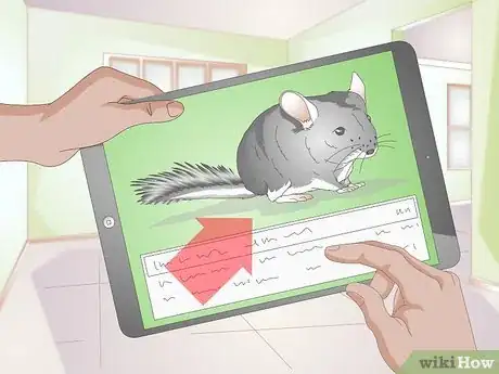 Image titled Buy a Chinchilla Step 1