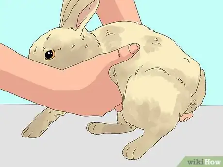 Image titled Pick up a Rabbit Step 3