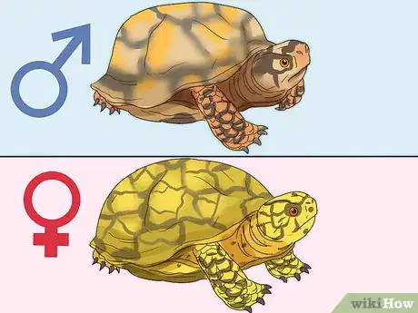 Image titled Tell If a Turtle Is Male or Female Step 4