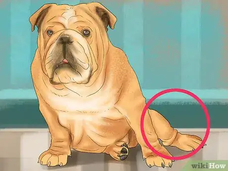 Image titled Know if Your Senior Dog Is in Pain Step 6
