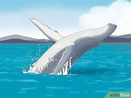 Image titled Why Do Whales Breach Step 2