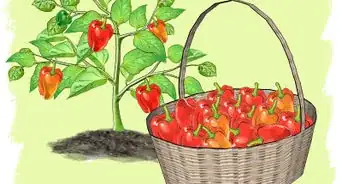 Grow Peppers