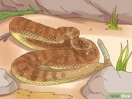 Image titled Treat a Snake Bite Step 21