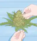 Dry and Cure Cannabis