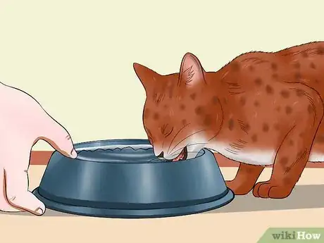 Image titled Prevent Cats from Jumping on Counters Step 15