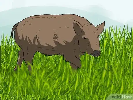 Image titled Call the Hogs Step 8