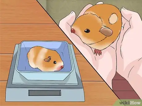 Image titled Make Your Guinea Pig Happy Without a Second Guinea Pig Step 7