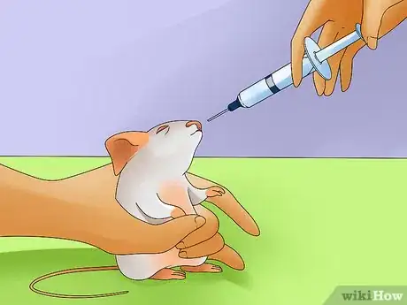 Image titled Give a Mouse or Other Small Rodent Oral Medication Step 7