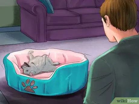 Image titled Know if Your Senior Dog Is in Pain Step 3