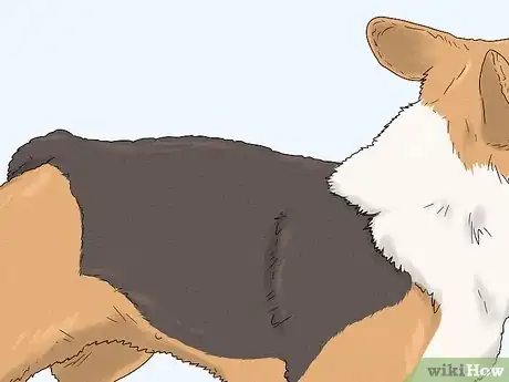 Image titled Identify a Pembroke Welsh Corgi Step 7