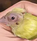 Get a Canary to Sing