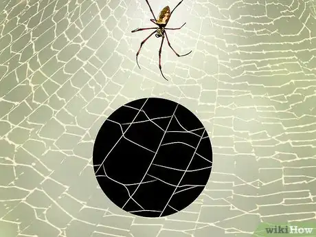 Image titled Identify a Banana Spider Step 4