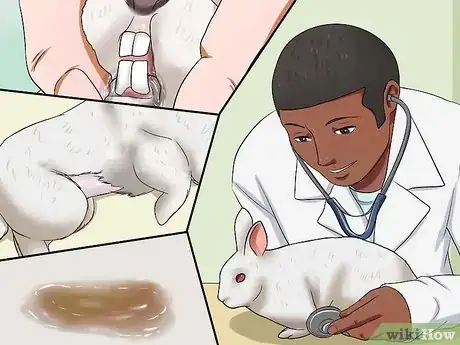Image titled Care for Florida White Rabbits Step 15