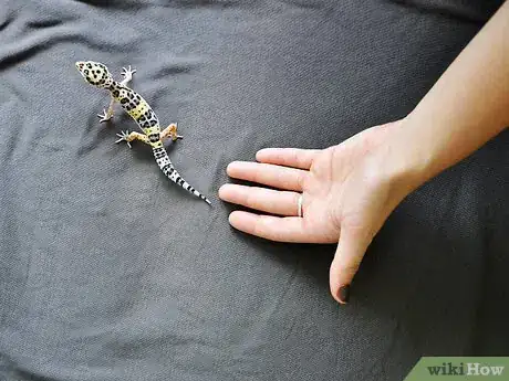 Image titled Hold a Leopard Gecko Step 1