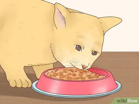 Image titled Make Your Cat Happy Step 1