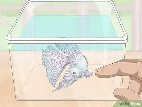 Image titled Selectively Breed Betta Fish Step 4