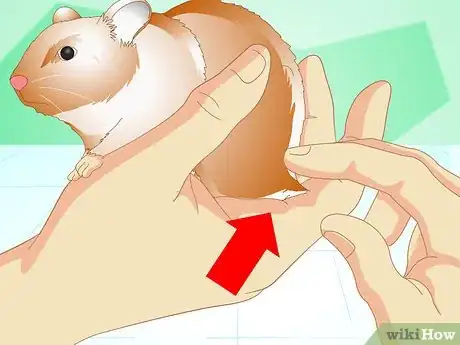 Image titled Know if Your Hamster Is Healthy Step 3