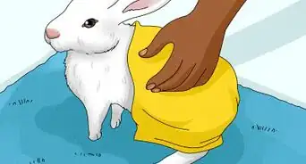 Groom a Rabbit