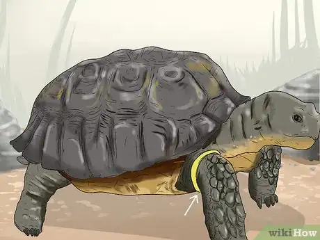 Image titled Tell the Age of a Tortoise Step 7