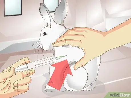 Image titled Care for a Rabbit with GI Stasis Step 6