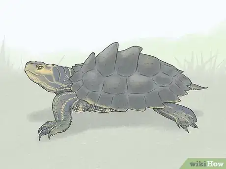 Image titled Identify Turtles Step 5