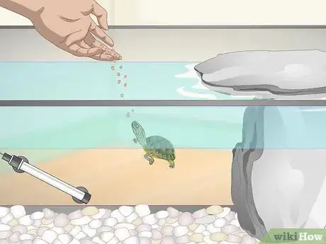 Image titled Take Care of Mini Pet Turtles Step 8