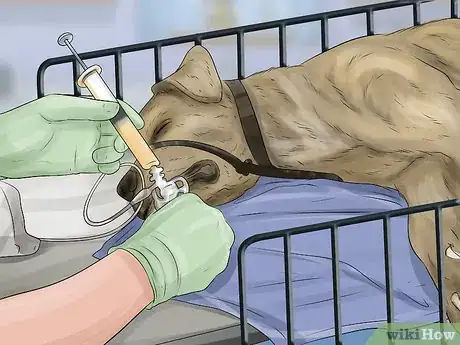 Image titled Treat a Dog's Bladder Infection Step 10